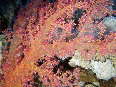 Soft Coral