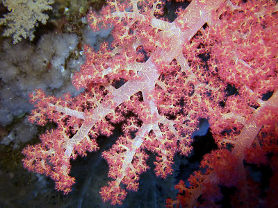 Soft Coral