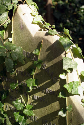 Ivy on a Tombstone