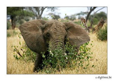 DT-Tanzania2006_F9A3392