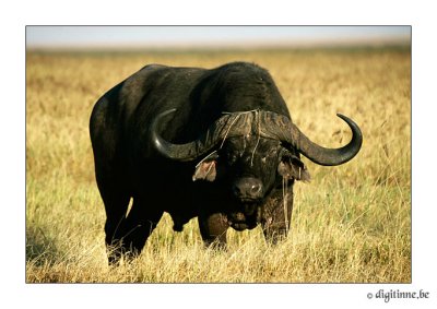 DT-Tanzania2006_F9A4670
