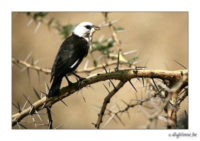 DT-Tanzania2006_F9A6005