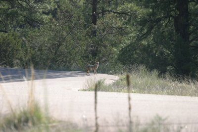 Coyote keeping an eye on camper