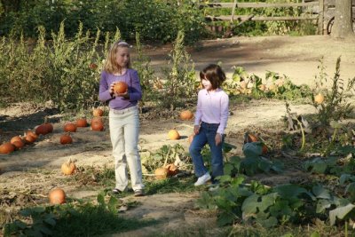 the_pumpkin_patch