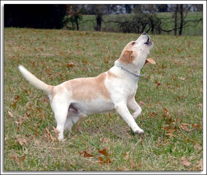 Beagles_MHF_D2X_1772_sm.jpg