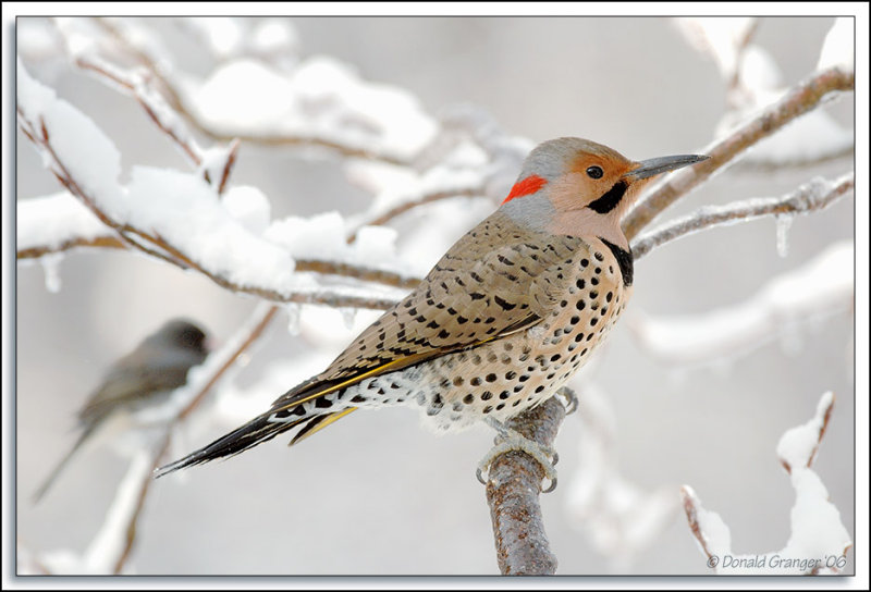 Flicker_D2X_1929.jpg