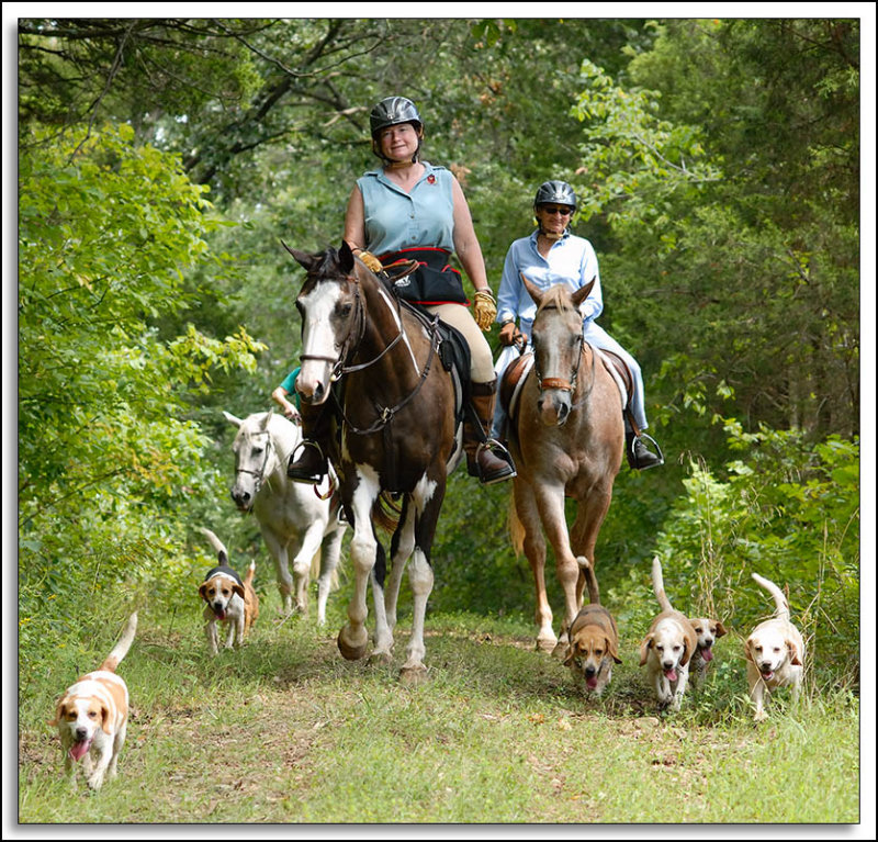 Beagles_D2C_2172.jpg