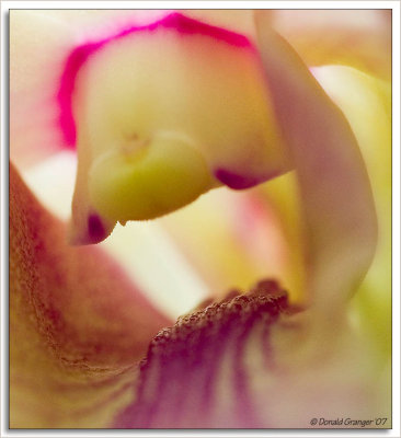 Orchids_D2X_2897.jpg