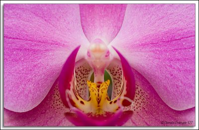Orchids_D2X_2903.jpg