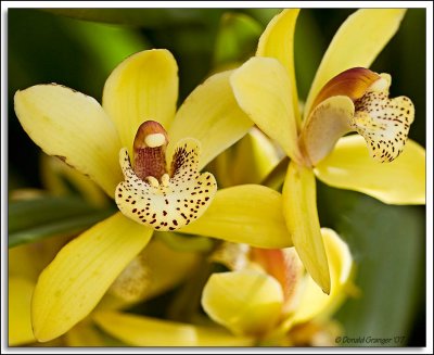 Orchids_D2X_2918.jpg