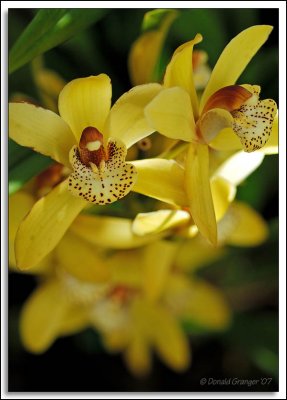 Orchids_D2X_2925.jpg