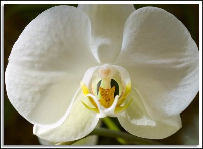 Orchids_D2X_2930.jpg