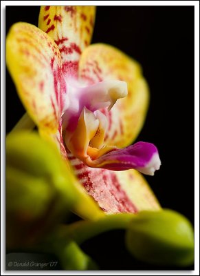 Orchids_D2X_2943.jpg
