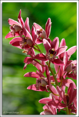 Orchids_D2X_2962.jpg
