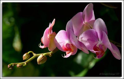 Orchids_D2X_2969.jpg