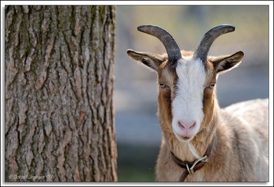 goats_D2C_8555.jpg