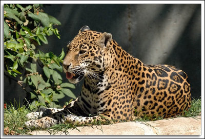 Zoo-Leopard_D2X_3611.jpg