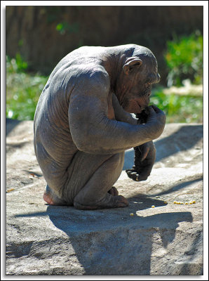 St. Louis Zoo