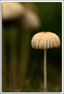 Shrooms_D2X_4748.jpg