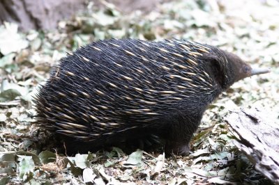Echidna