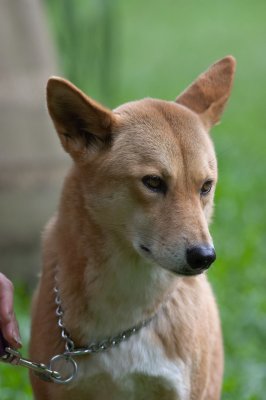 Dingo