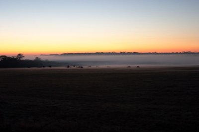 Sunrise over the cows