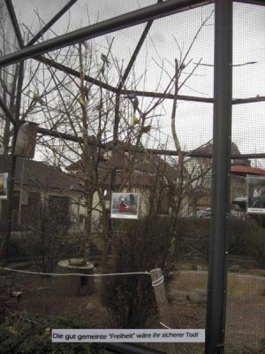 cage dore