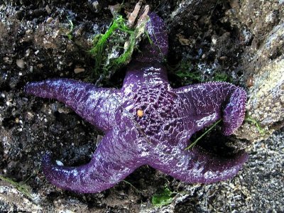 August ~ a starfish near Blaine, WA, in our balmy summer