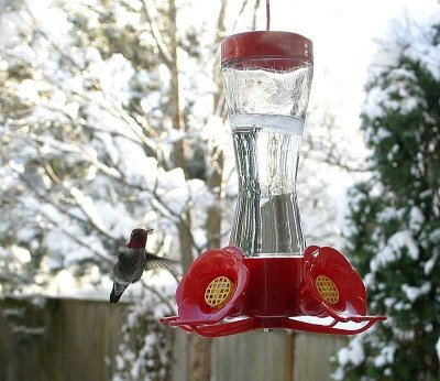 November ~ hummingbird at the feeder with an ice cap