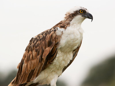 Osprey 2.jpg