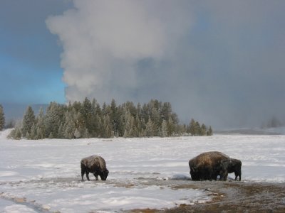 Yellowstone in Winter