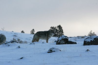 The coyotes in Yellowstone are really large