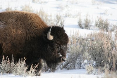 Bison have a tough time in the winter