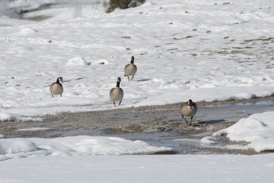 The canada geese hang out where it's (relatively) warm