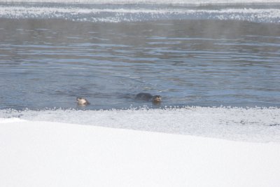 Come on, get out of the water ...