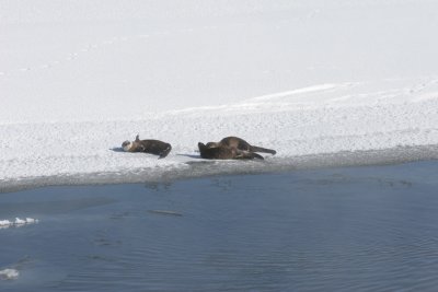 Cooling off in the snow