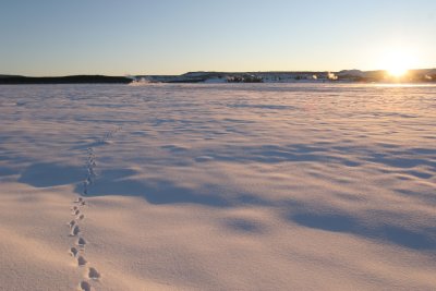 Footprints across a meadow