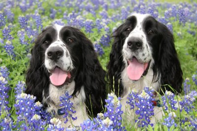 Springer Spaniels Walter and Benny