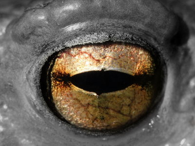 frogs eye.jpg