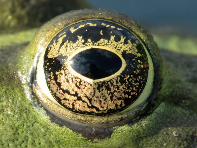 frogs eye2.jpg