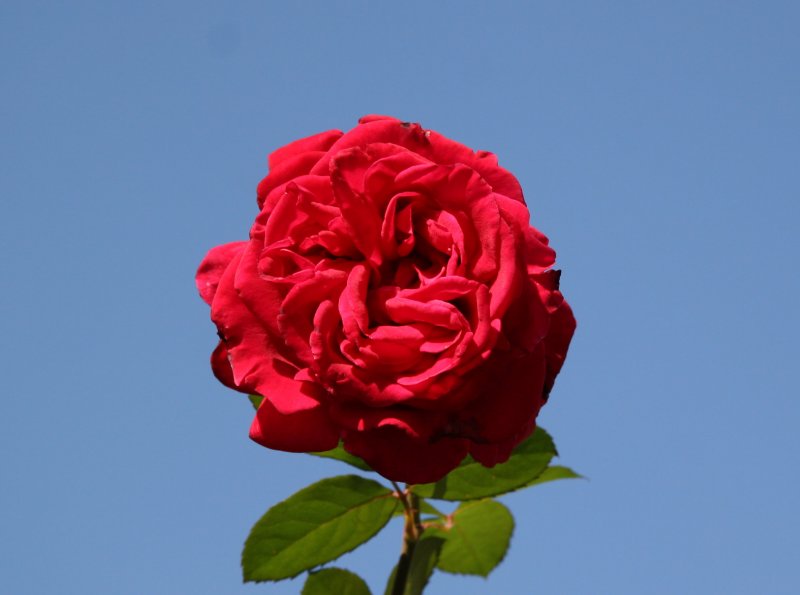 Proud Land Rose