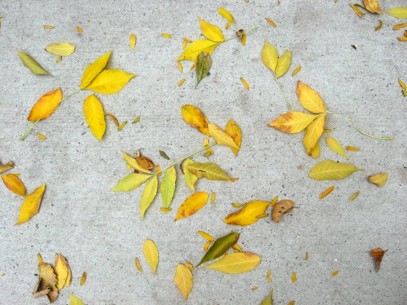 Elm Foliage