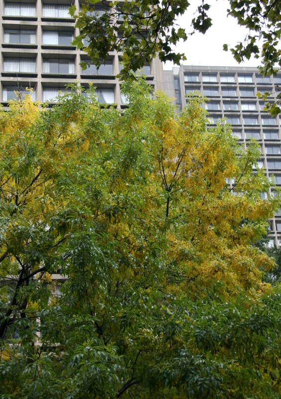 Elm Trees