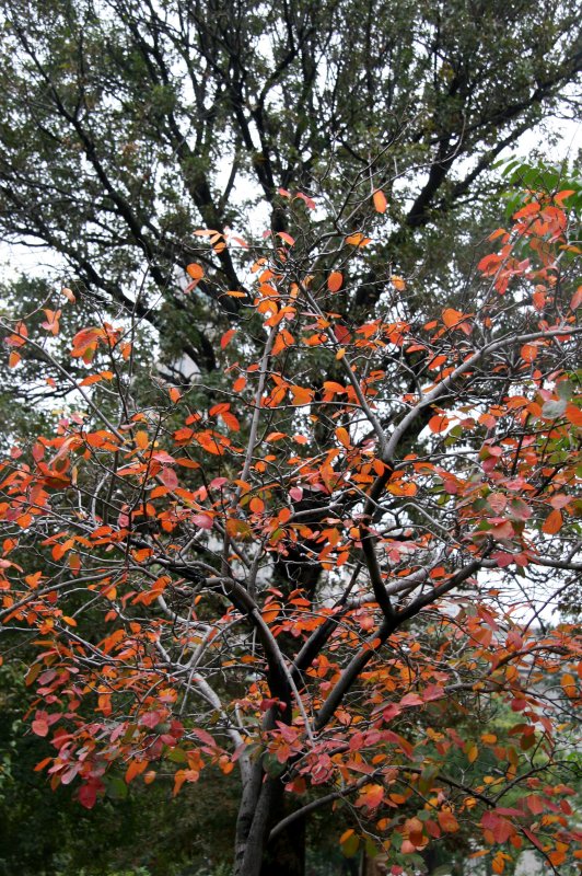 Prunus & Oak Tree Foliage