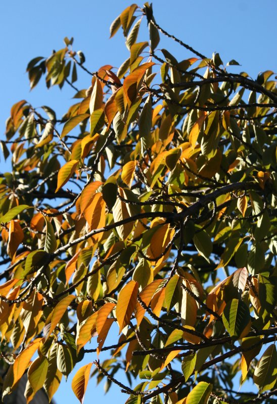 Cherry Tree Foliage