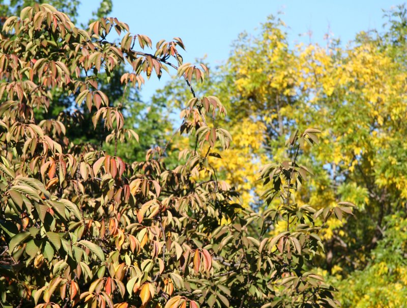 Cherry & Elm Tree Foliage