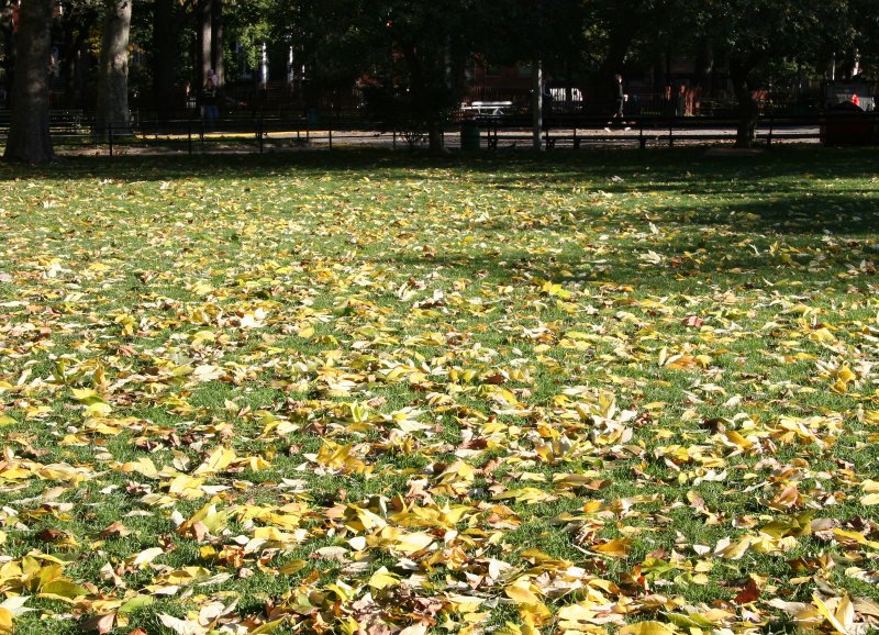 Grounded Elm Tree Foliage