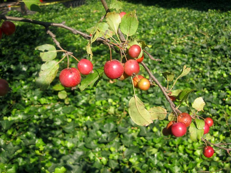 Crab Apple Fruit on the Tree