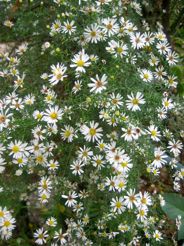 Asters