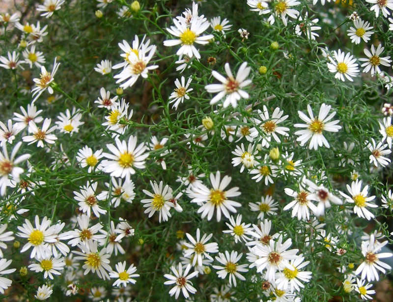 Asters